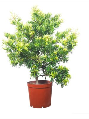 Bonsai Tree
