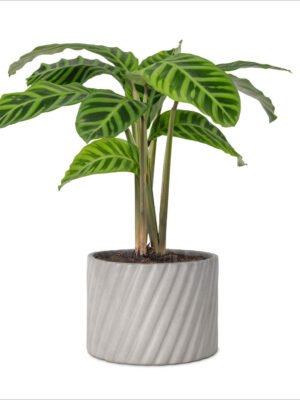 Premium Bonsai Tree