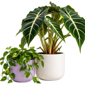 Alocasia & Golden Pothos Duo