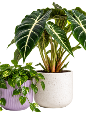 Alocasia & Golden Pothos Duo
