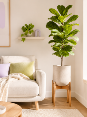 Fiddle Leaf Fig