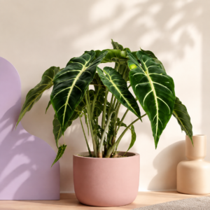 Alocasia 'Frydek' – African Mask Plant