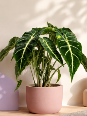 Alocasia 'Frydek' – African Mask Plant
