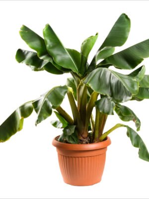 Leafy Legacy