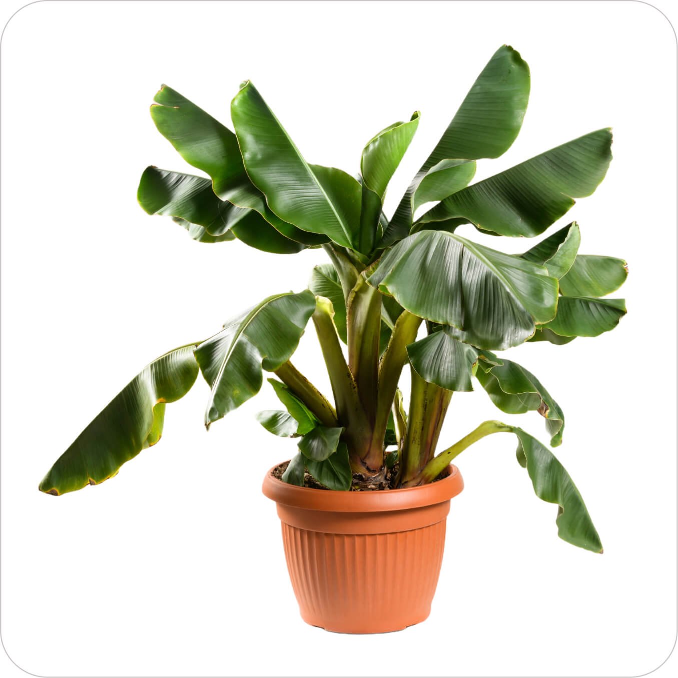 Leafy Legacy