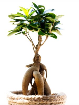 Zen Greenery
