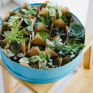 Succulent Serenity Bundle