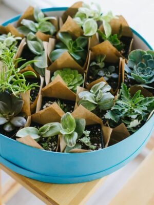 Succulent Serenity Bundle
